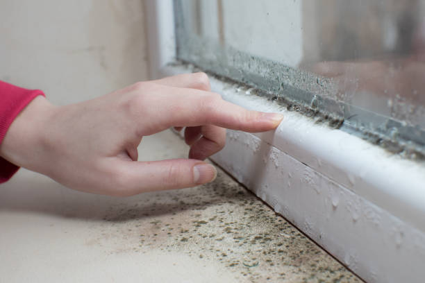 Best Post-Construction Mold Inspection  in Glasgow, MT